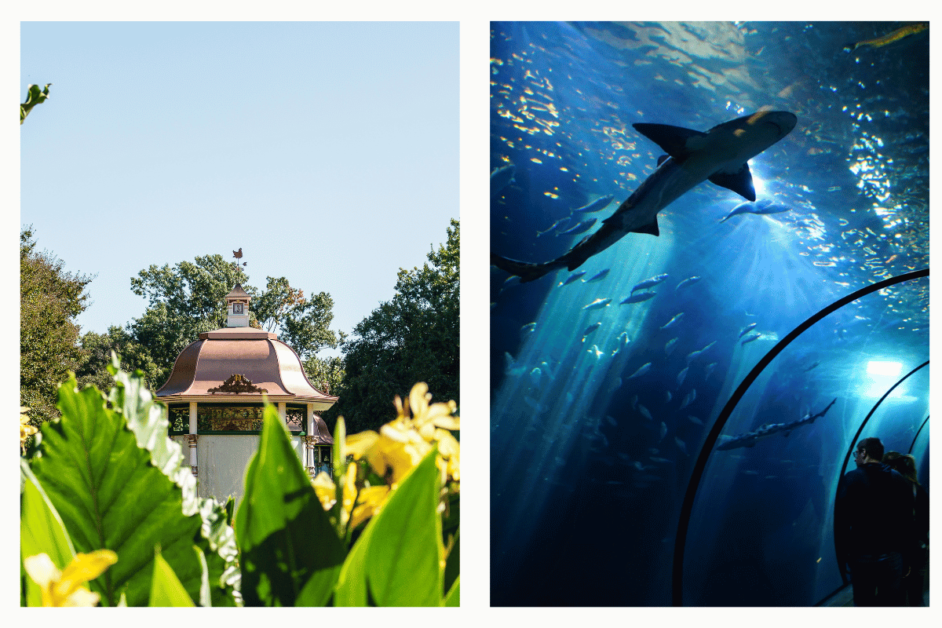 Dallas botanical gardens and dallas world aquarium underwater tunnel. 