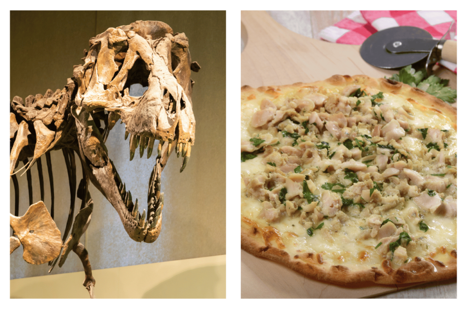 Dinosaur fossils and Yale Peabody Museum and a chicken alfredo pizza during one weekend in New Haven. 