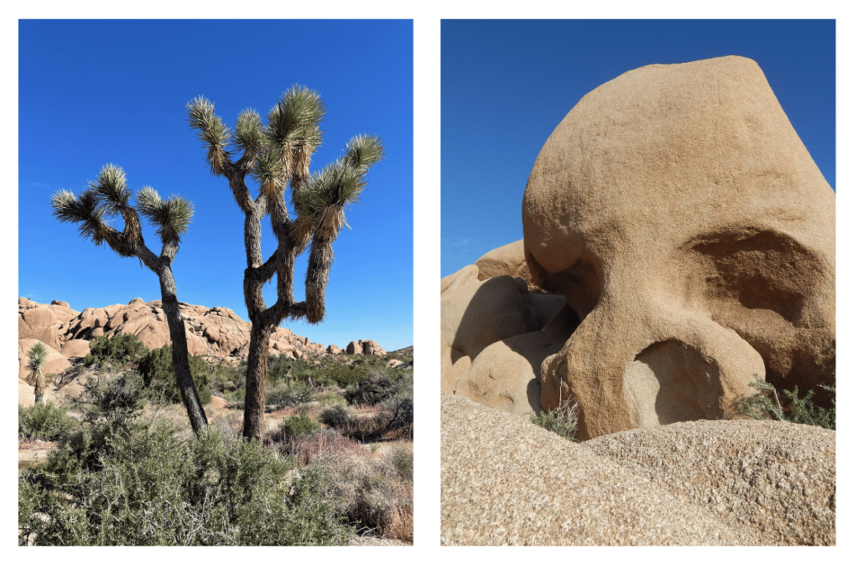 Two pictures of joshua tree national park. 