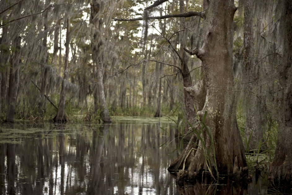 swamp near new orleans- best things to do in new orleans.