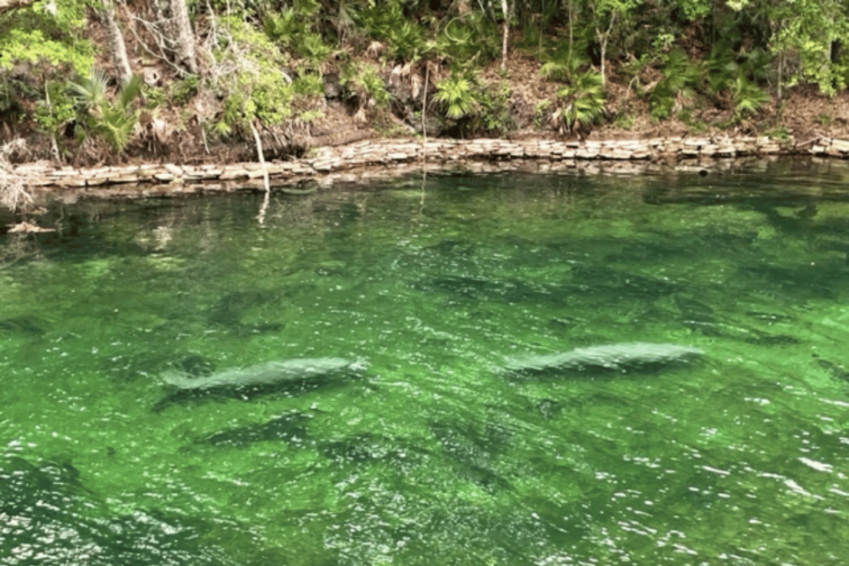 Two manatees swimming in Blue Spring State Park in Florida. 