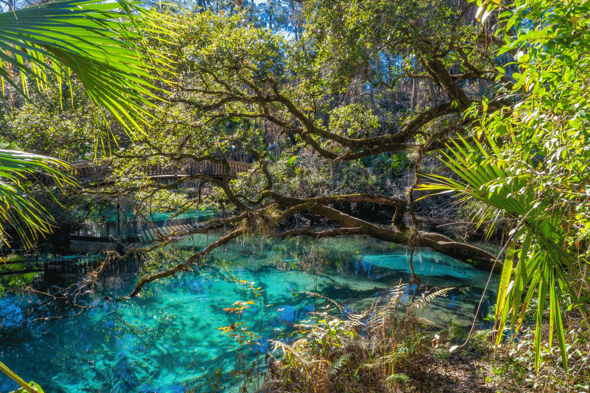 Best natural springs near Orlando featured imaged.