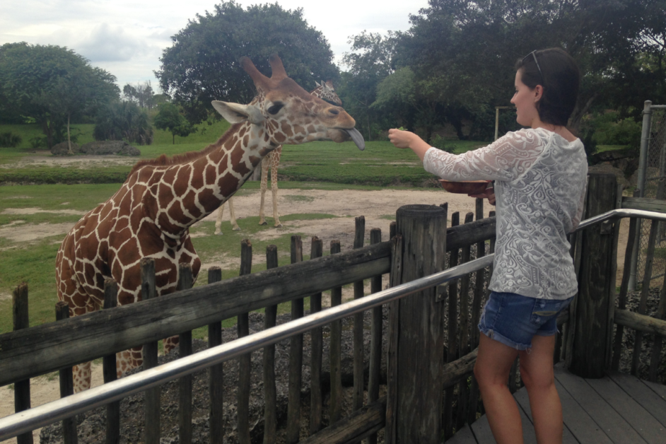 Feeding a giraffe at Zoo Miami