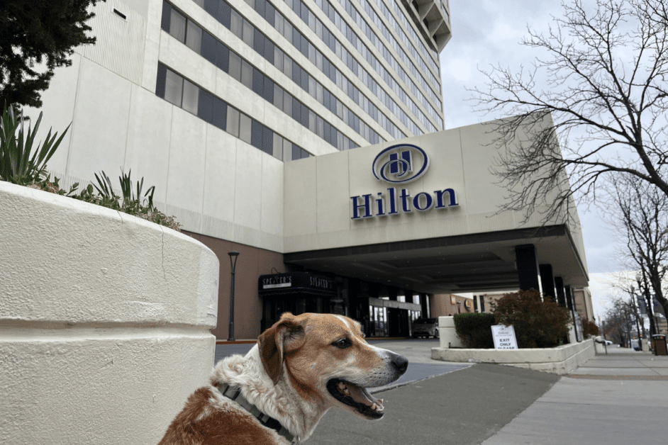 Dog sitting in front of The Hilton hotel in Salt Lake City, Utah. 