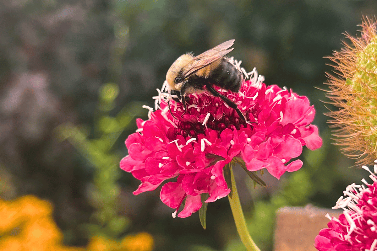 Bee at the Denver Botanic Gardens