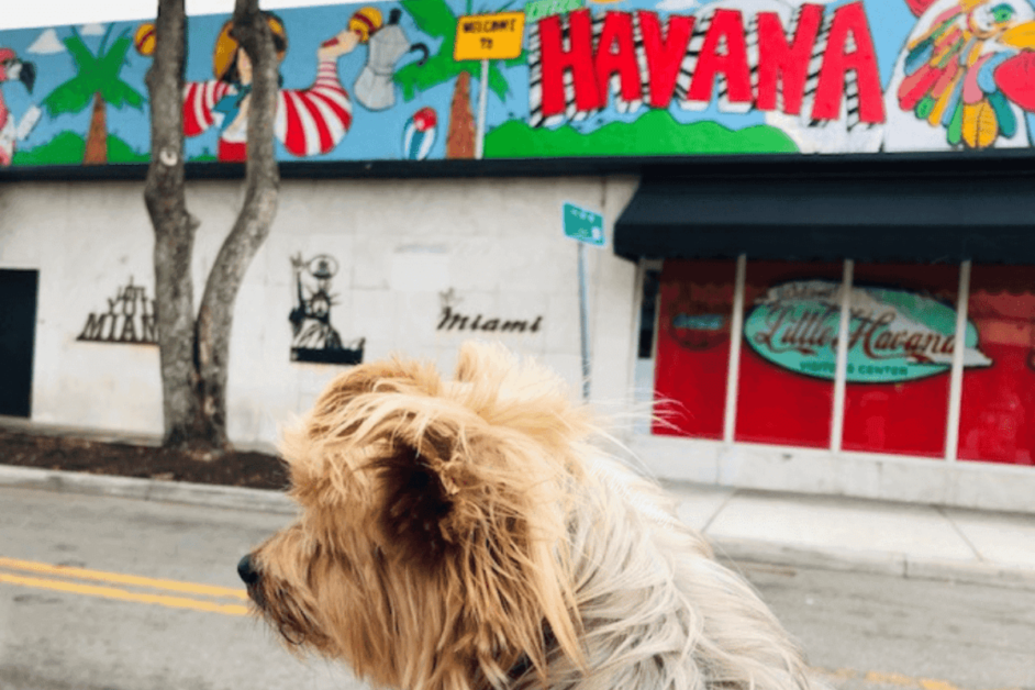 Dog in front of LIttle Havana neighborhood. 