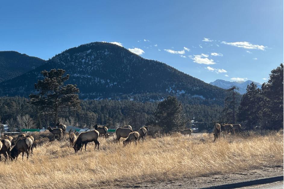 Elk in Estes Park.