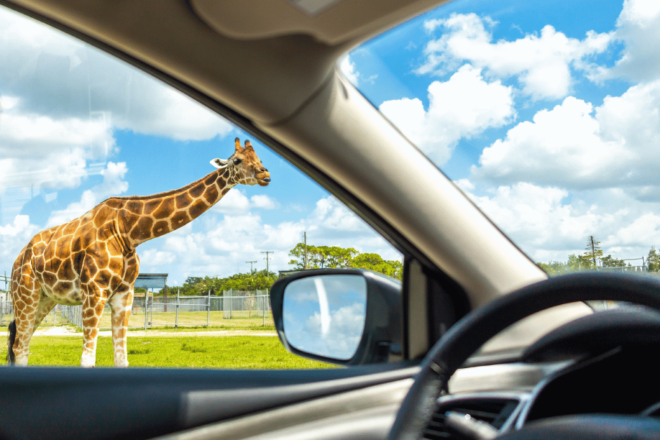 giraffe on wildlife safari. 