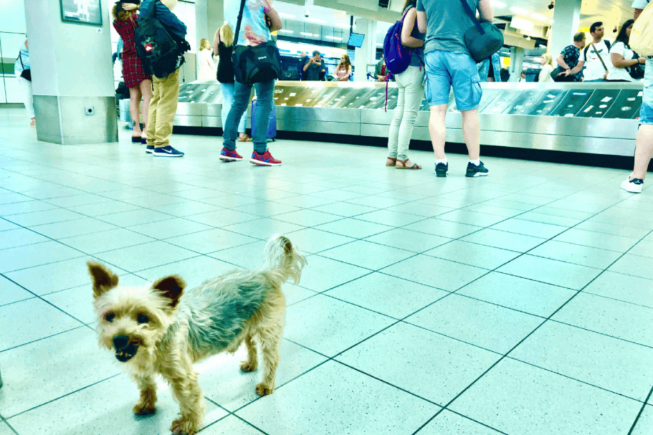 Yorkie dog at airport.  Dog-friendly cities in the usa.