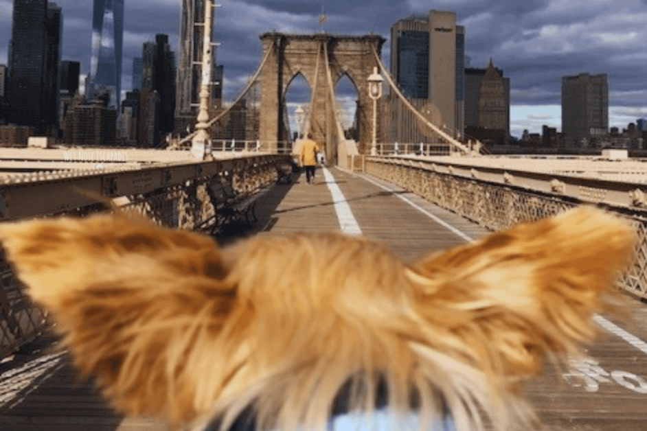 dog crossing the Brooklyn Bridge. 