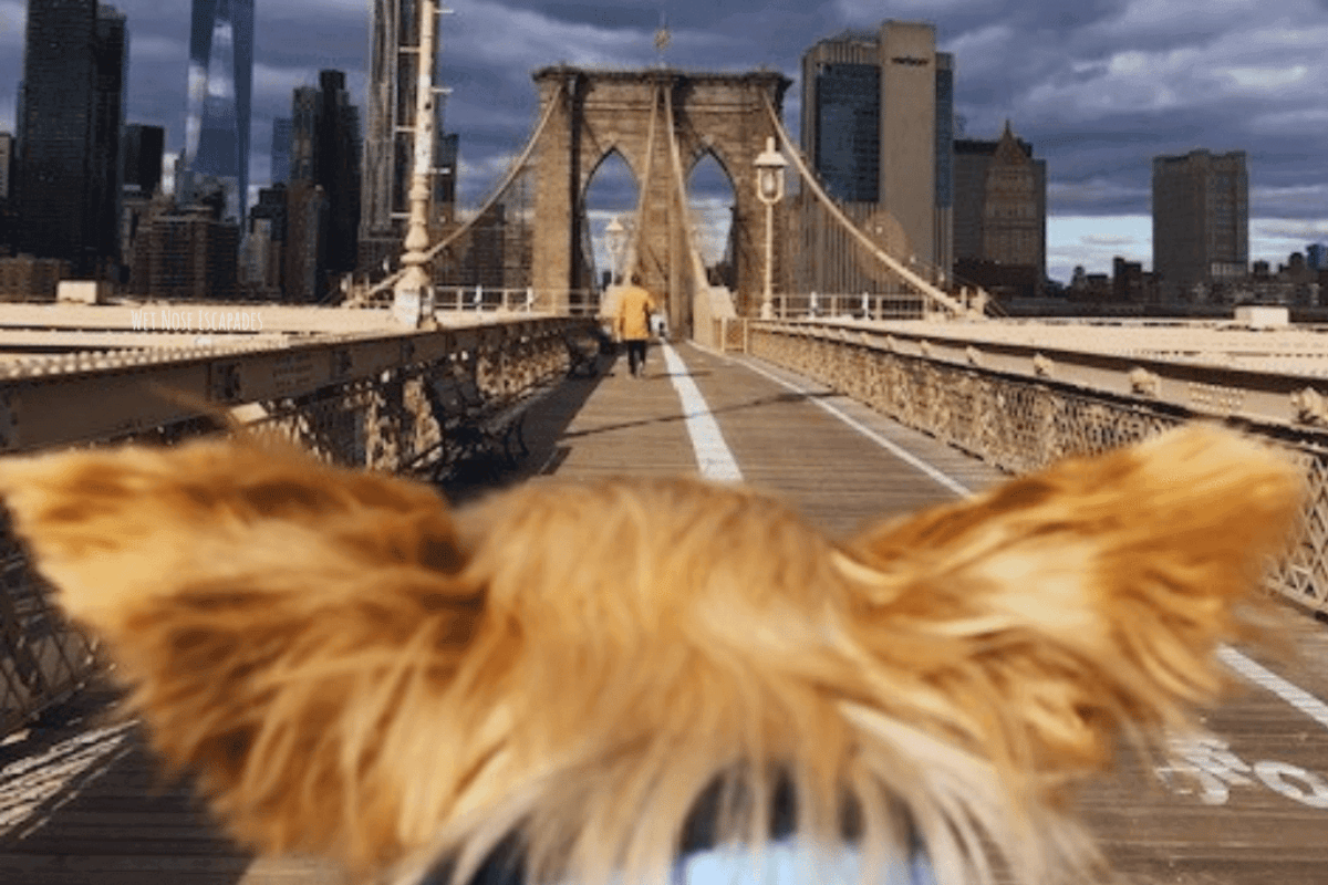 dog crossing the Brooklyn Bridge.