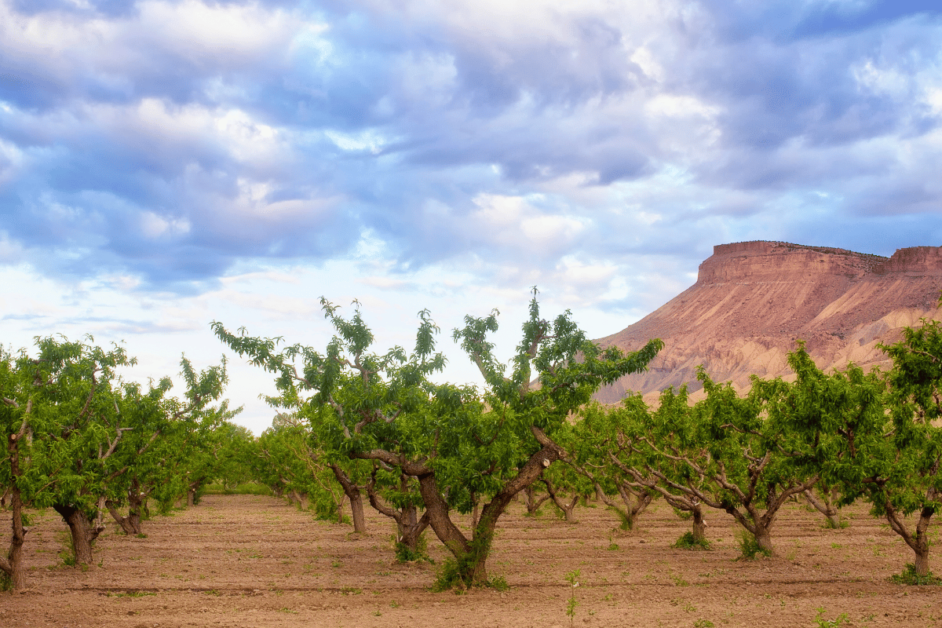 Image of the peach groves in Palisade, CO.