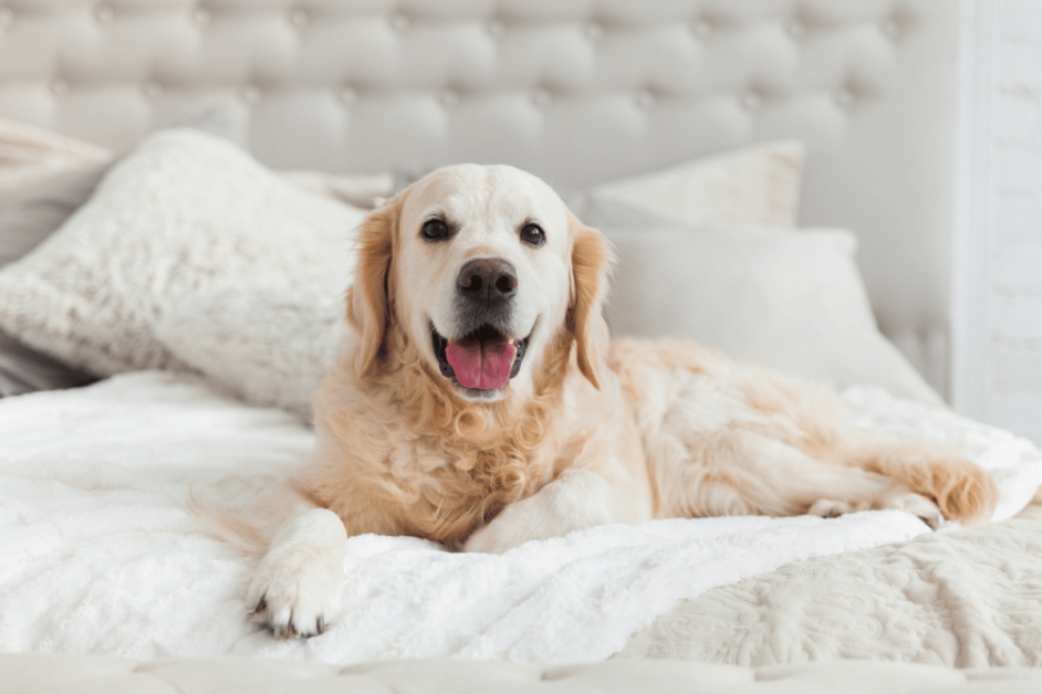 dog-friendly hotels in Tucson. 