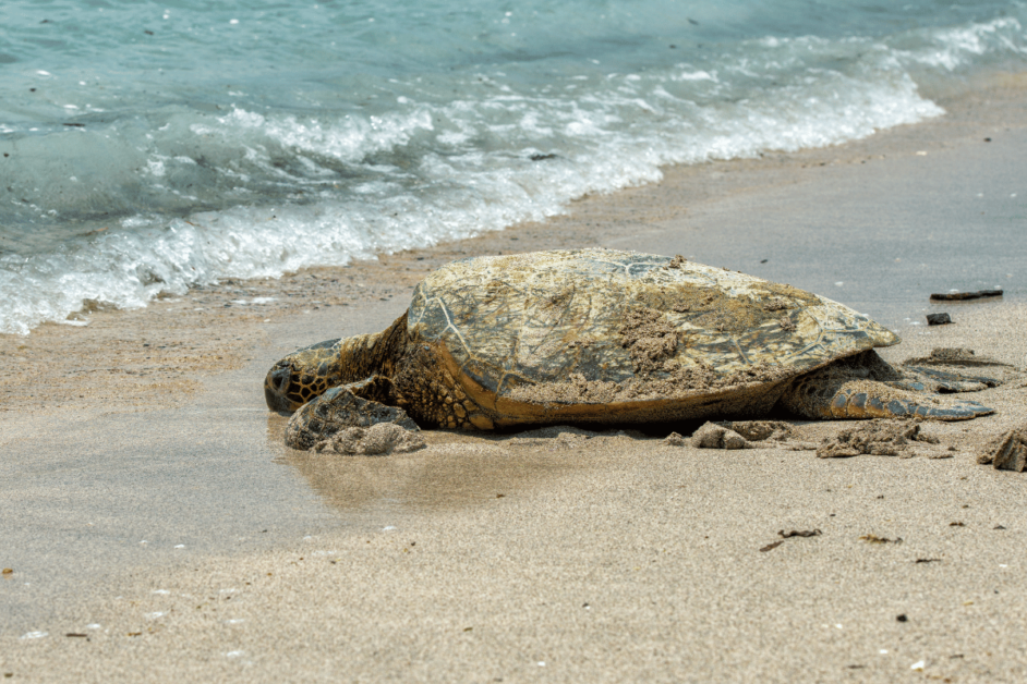 sea turtle on beach on the big island. 