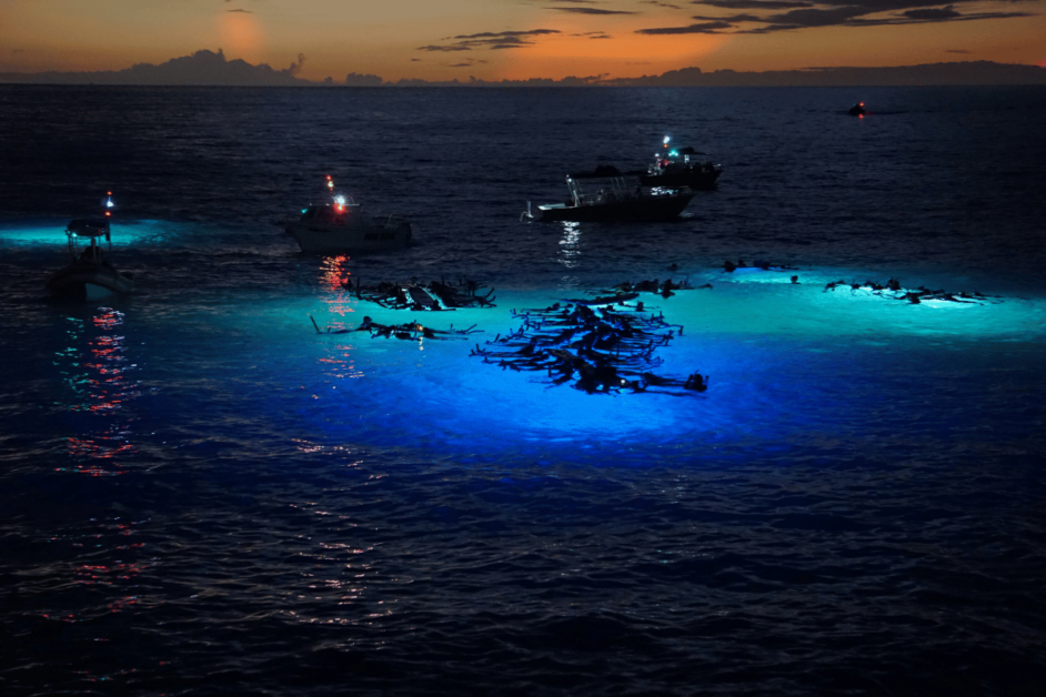 people snorkeling at night with a blue light. 