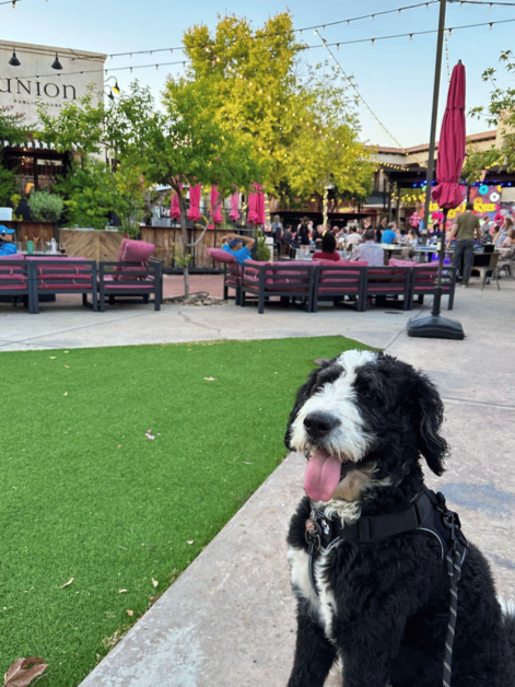 Dog friendly restaurants in Tucson. 