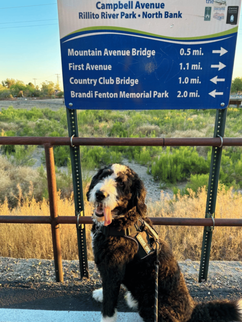 dog in front of sign in Tucson. 