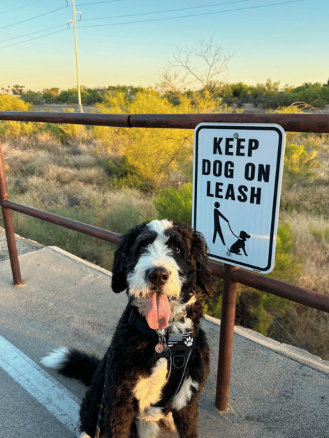 Shopping with dogs in Tucson.