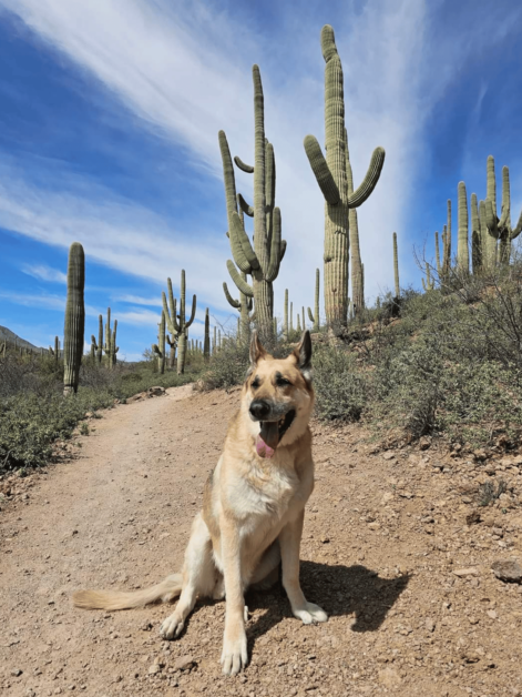 Dog in Saguaro National Park Tucson. 