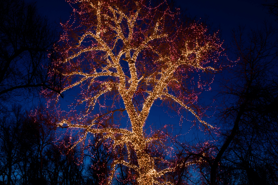 Tree lit up at the Blossoms of Light exhibit during Christmas time