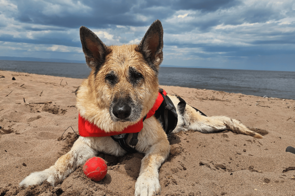 Dog at Wisconsin beach. 