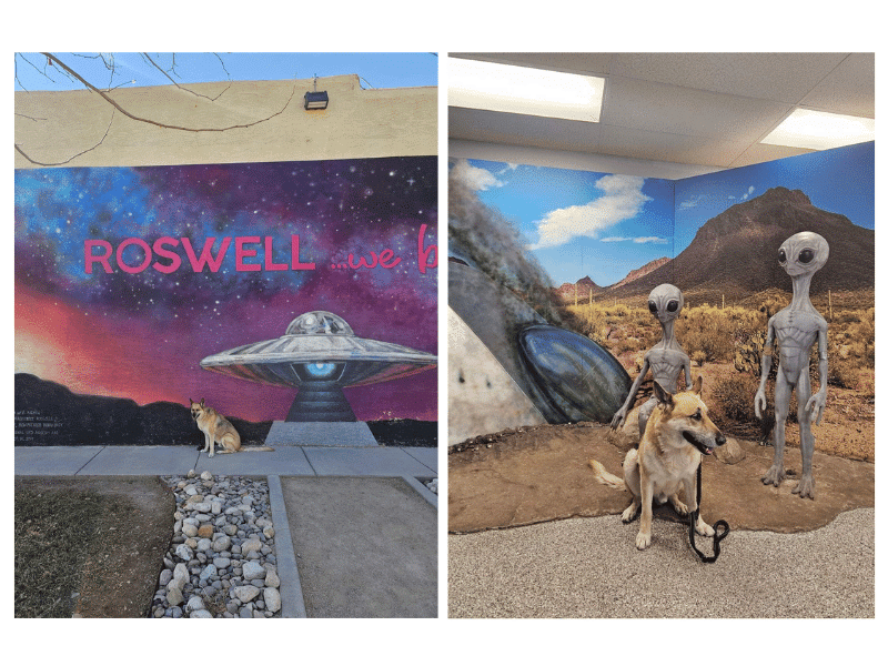 dog in roswell- other things to do near white sands national park. 