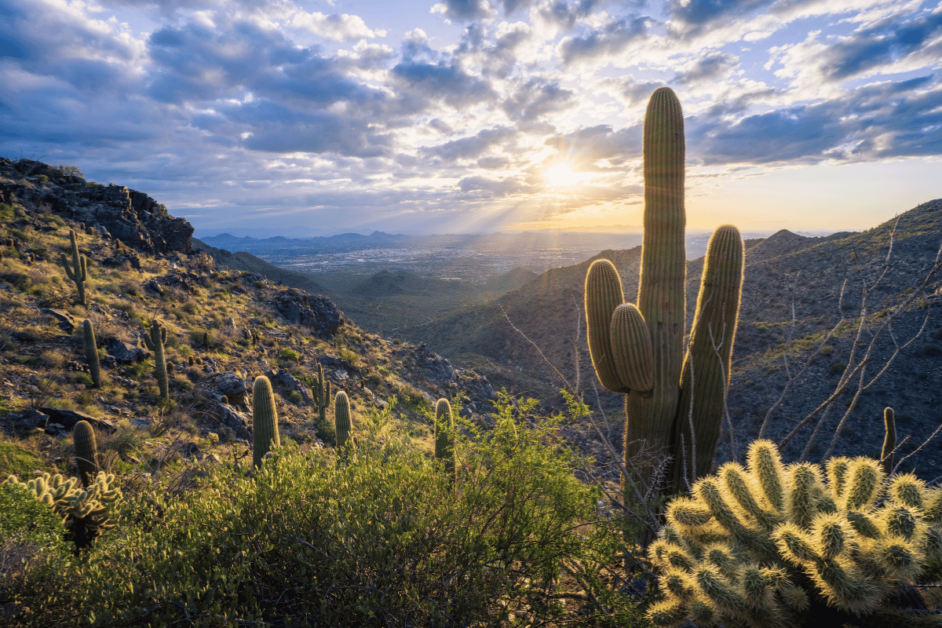 Saguaro at sunrise in Scottsdale. 