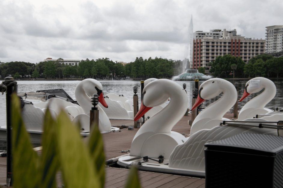 Swan boats in Orlando. 