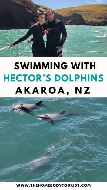 swimming with hector's dolphins in new zealand pin for pinterest