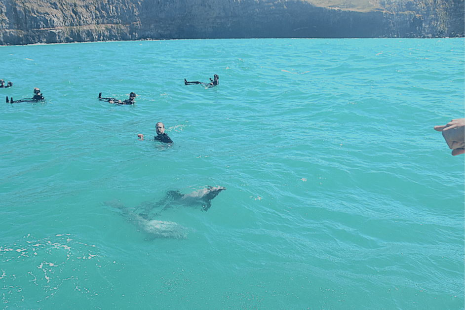 swimming with dolphins in new zealand. 