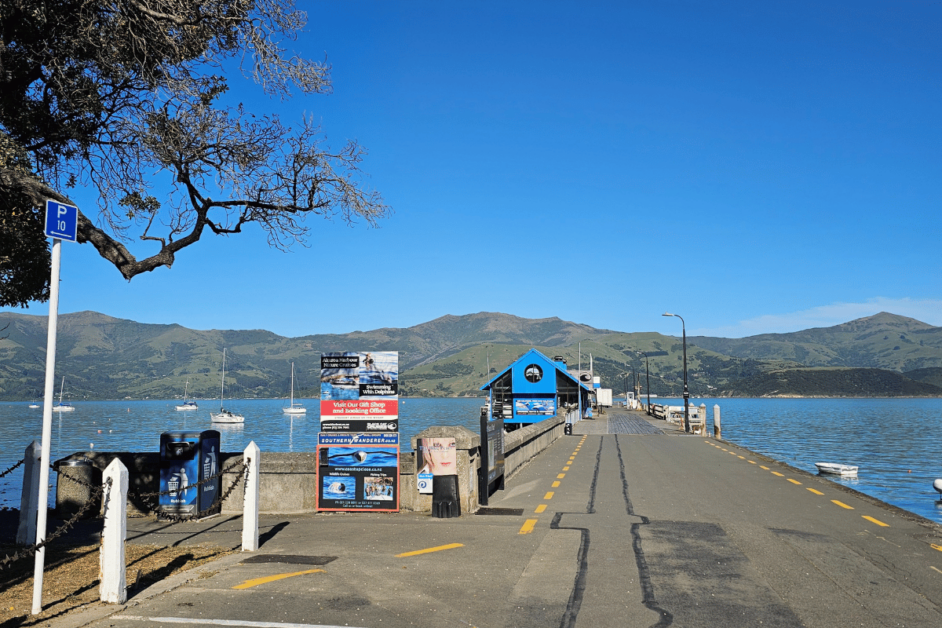 swimming with dolphins pier in akaroa.