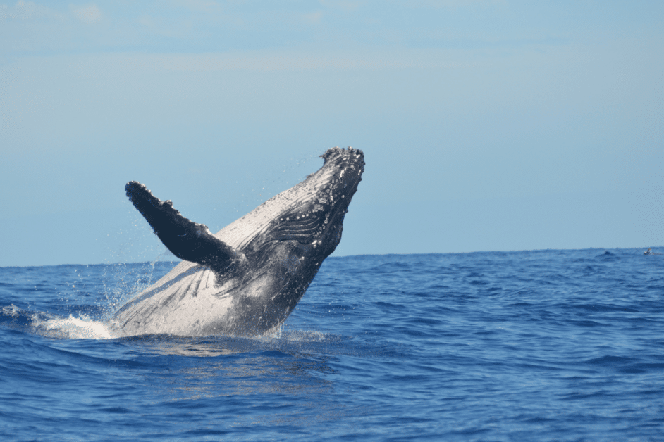 humpback whale on the big island of the hawaii. 