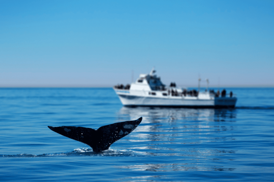 whale watching tours on the big island of hawaii. 