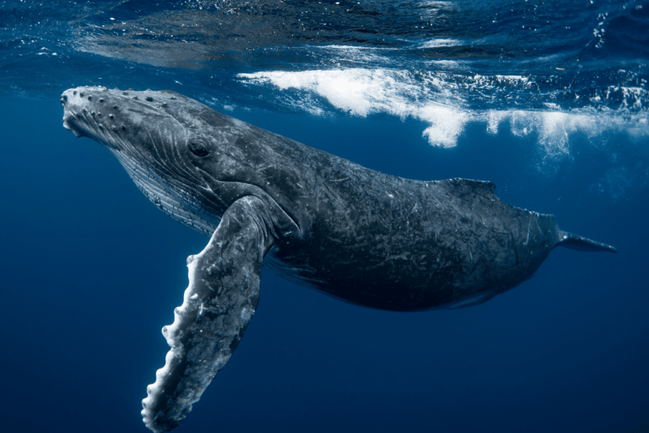 whale conservation efforts in hawaii. 