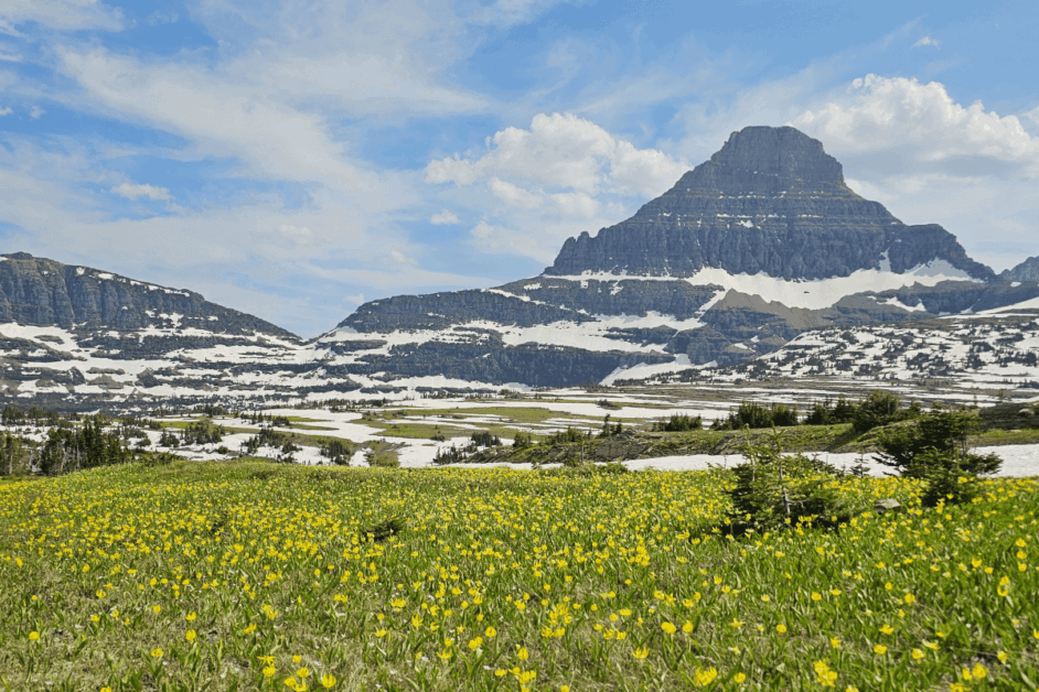 wildflowers at logans pass.