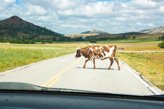 A longhorn cow crosses a rural road in the scenic Oklahoma countryside, surrounded by hills.