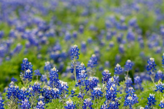 A vibrant field of Texas bluebonnets in full bloom during springtime, capturing nature's beauty.
