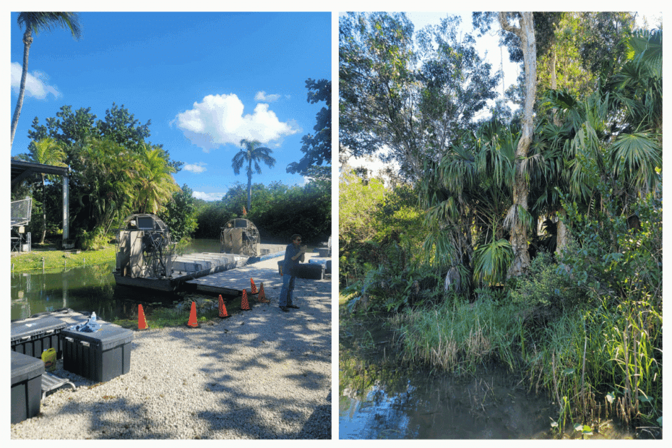 airboat ride in the everglades. 