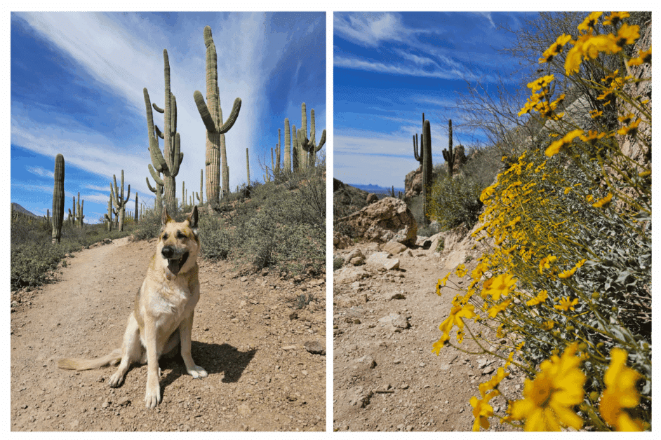 saguaro national park 