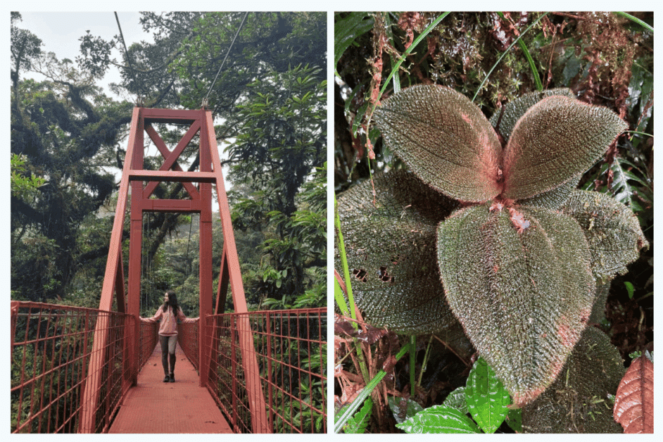 hiking in monteverde