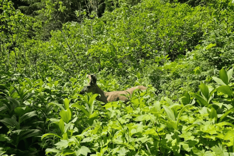 deer in glacier national park. 