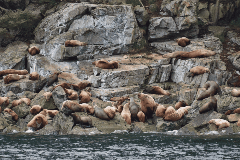 seals spotted on an alaskan whale watching tour. 