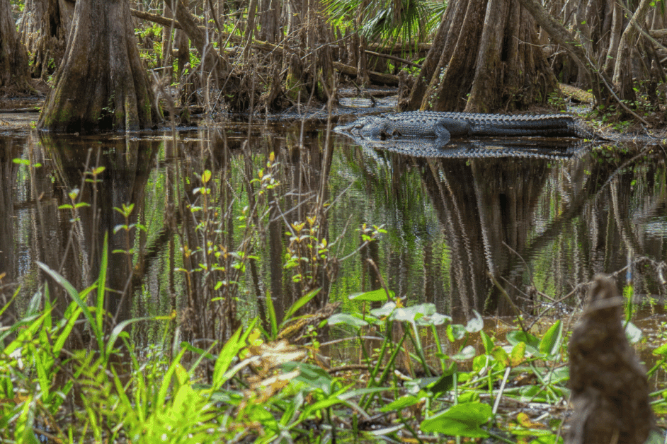 everglades national park day trip from miami. 