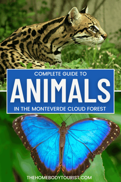 animals in monteverde cloud forest pin for pinterest. 