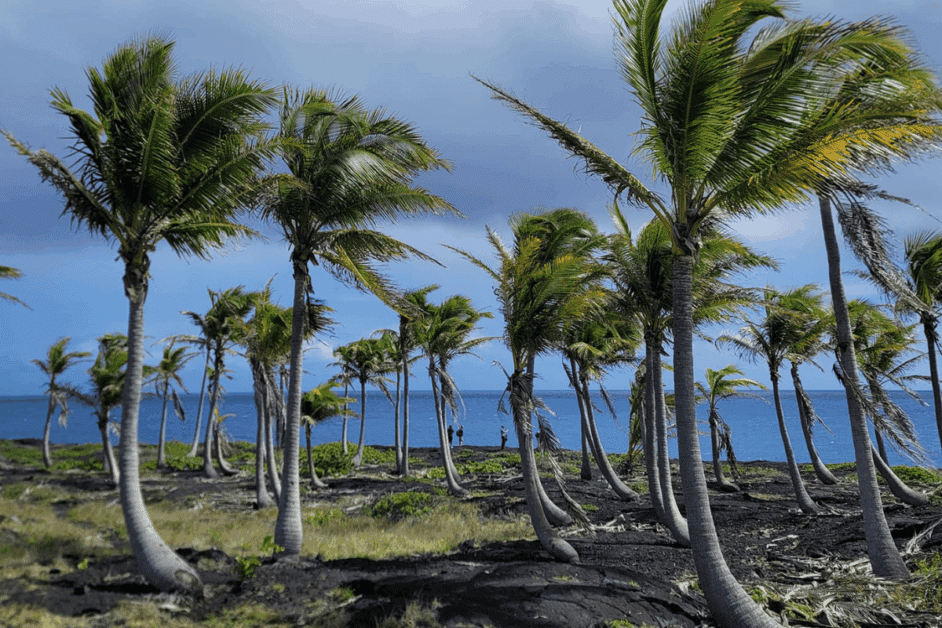 palm trees in volcanoes national park. 