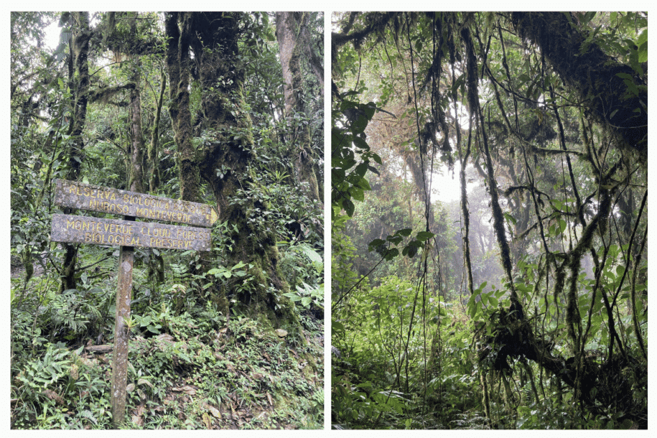 Monteverde Cloud Forest