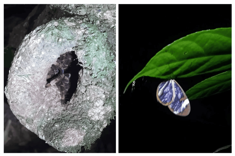 insects and spiders during monteverde night tour. 