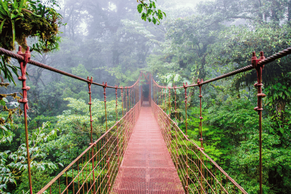 hanging bridges in monteverde. 