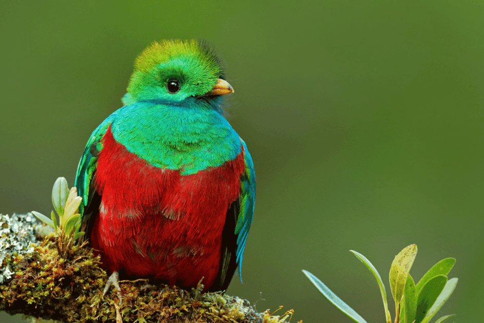 The Resplendent Quetzal:
