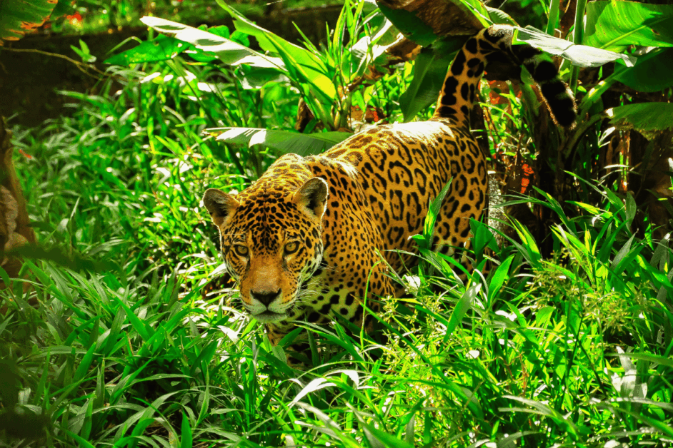 jaguar 